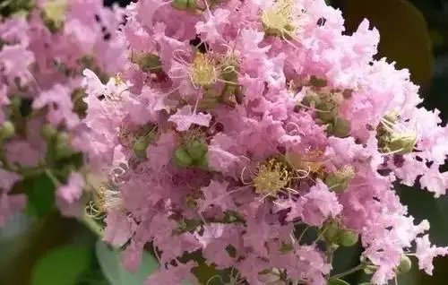 广州市市花是什么（全国56个城市的市花介绍）