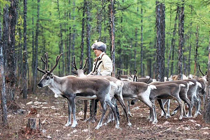 芬兰驯鹿图片(不怕冷、眼神好、像狗子......驯鹿还有啥不为人知的特点？)
