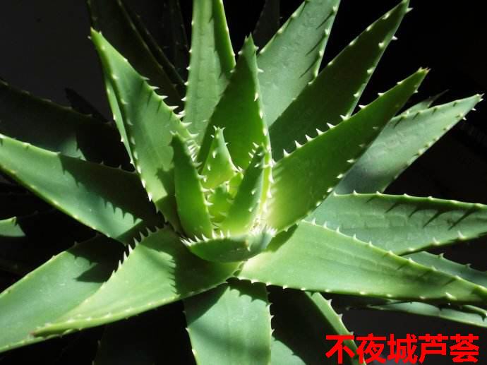 芦荟的种类有哪些（详解七个常见的芦荟品种）