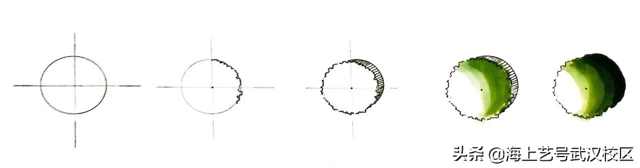 干货分享|植物的平面图画法