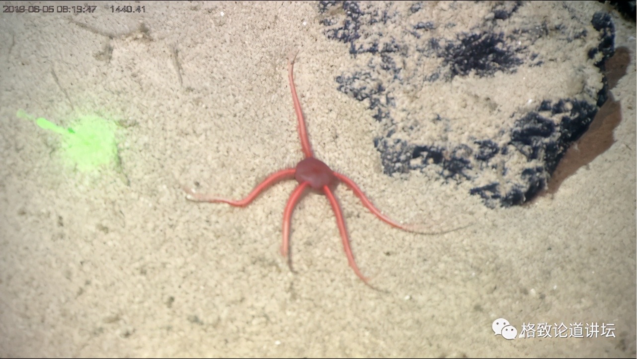 为解决繁衍问题，这个稀有的深海生物开发出了雌雄同体