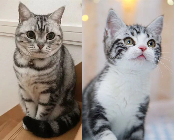 最容易饲养的3种猫咪，养到的人都在偷着乐呢