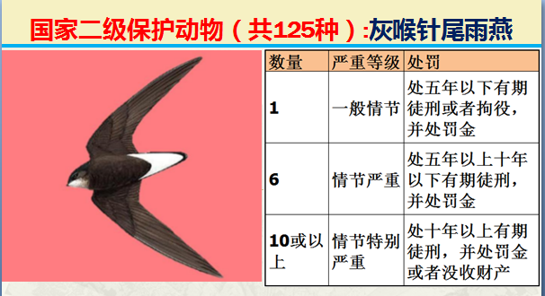 国家保护动物分几个等级（125类二级野生保护名录）