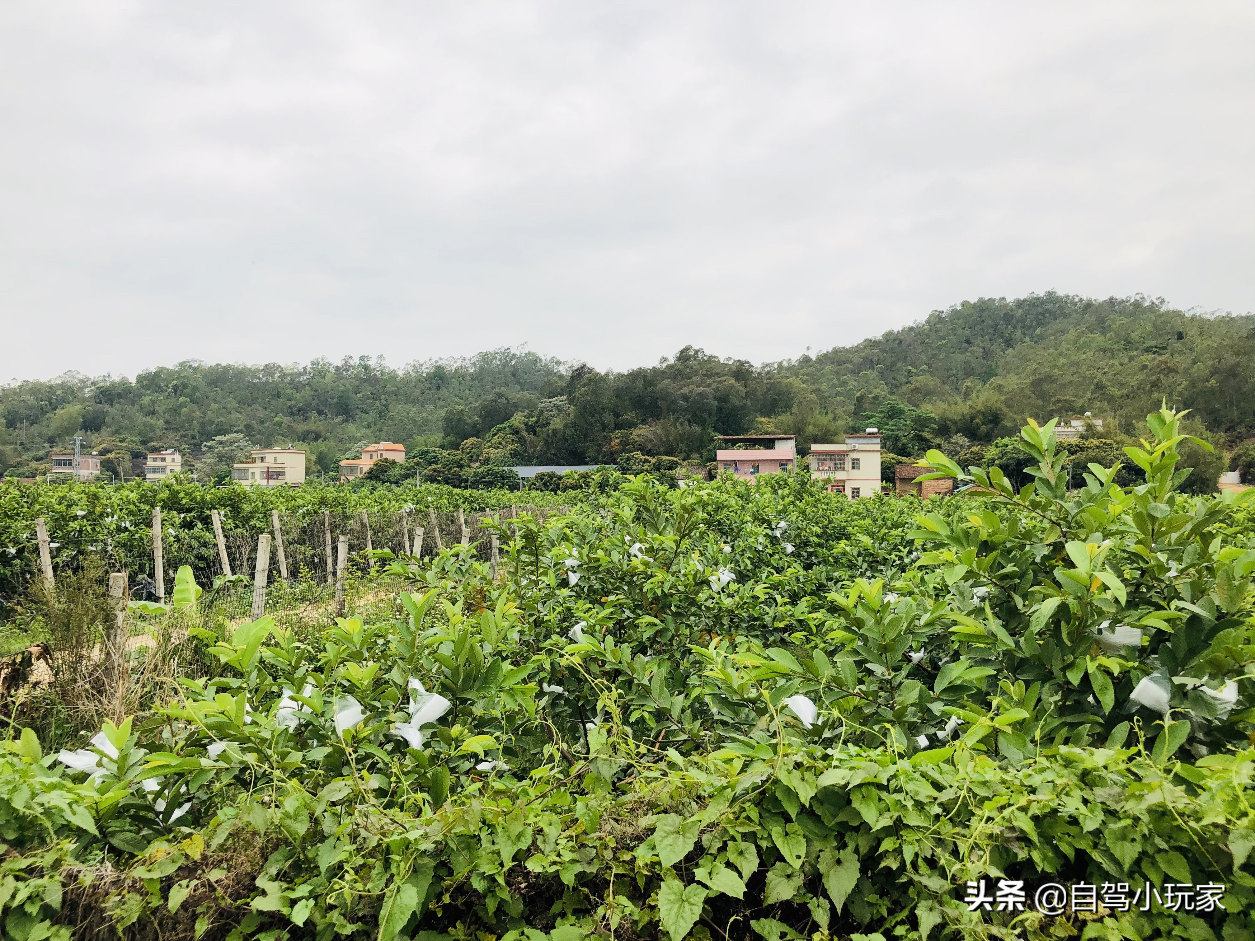 惠州罕见大河滩:踩沙滩,逛草地,钓大鱼,附近还能摘水果,爆爽