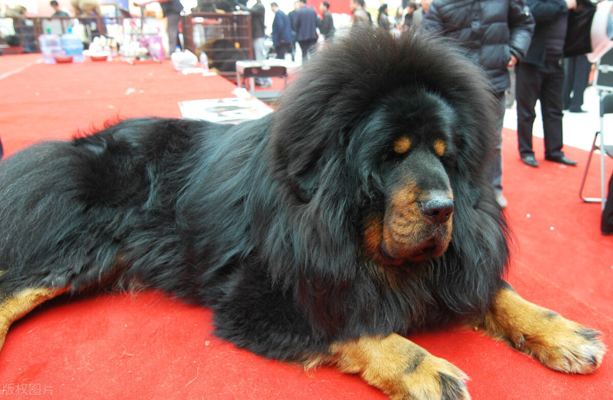 藏獒中原图片