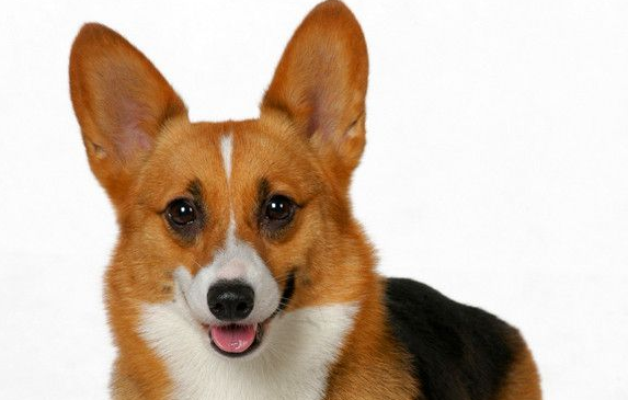 柯基犬一般多少钱?