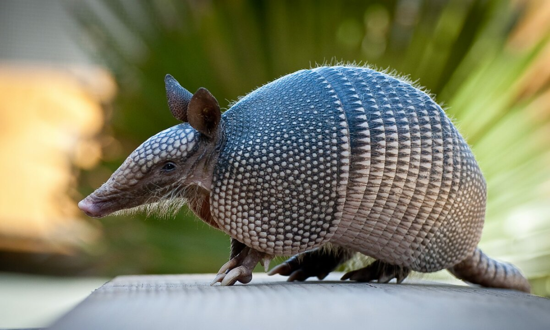 世界杯的生物(反弹子弹,变形,奔跑种交配,犰狳家族还有多少超能力?
