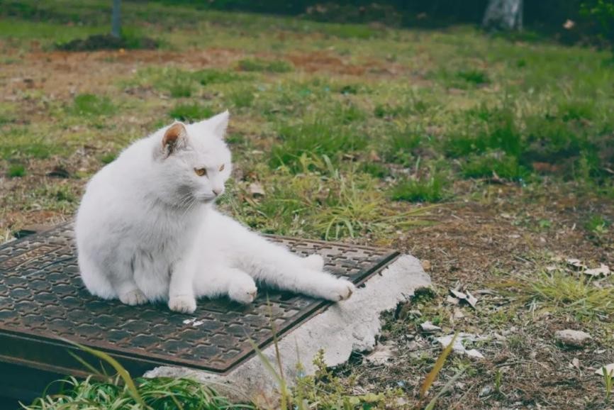 高清大图惊艳来袭！江苏这些“校花”神仙颜值，你Pick哪一个