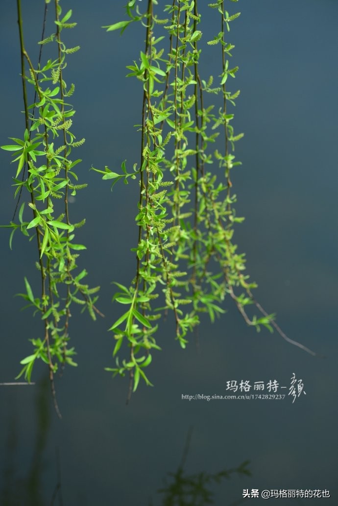 柳树什么时候发芽（山东柳树什么时候发芽）-第14张图片-巴山号