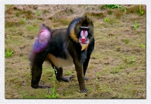 中国人放鞭炮的历史变迁，你知道最初的爆竹是怎么玩的吗？