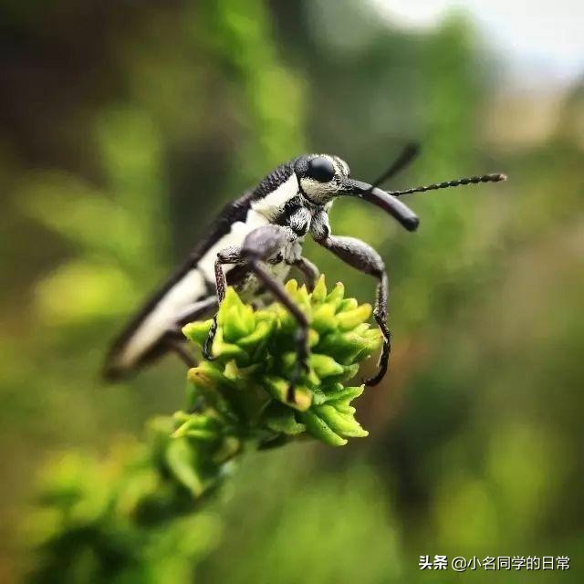 如何用手机，拍出类单反一样微距照片？