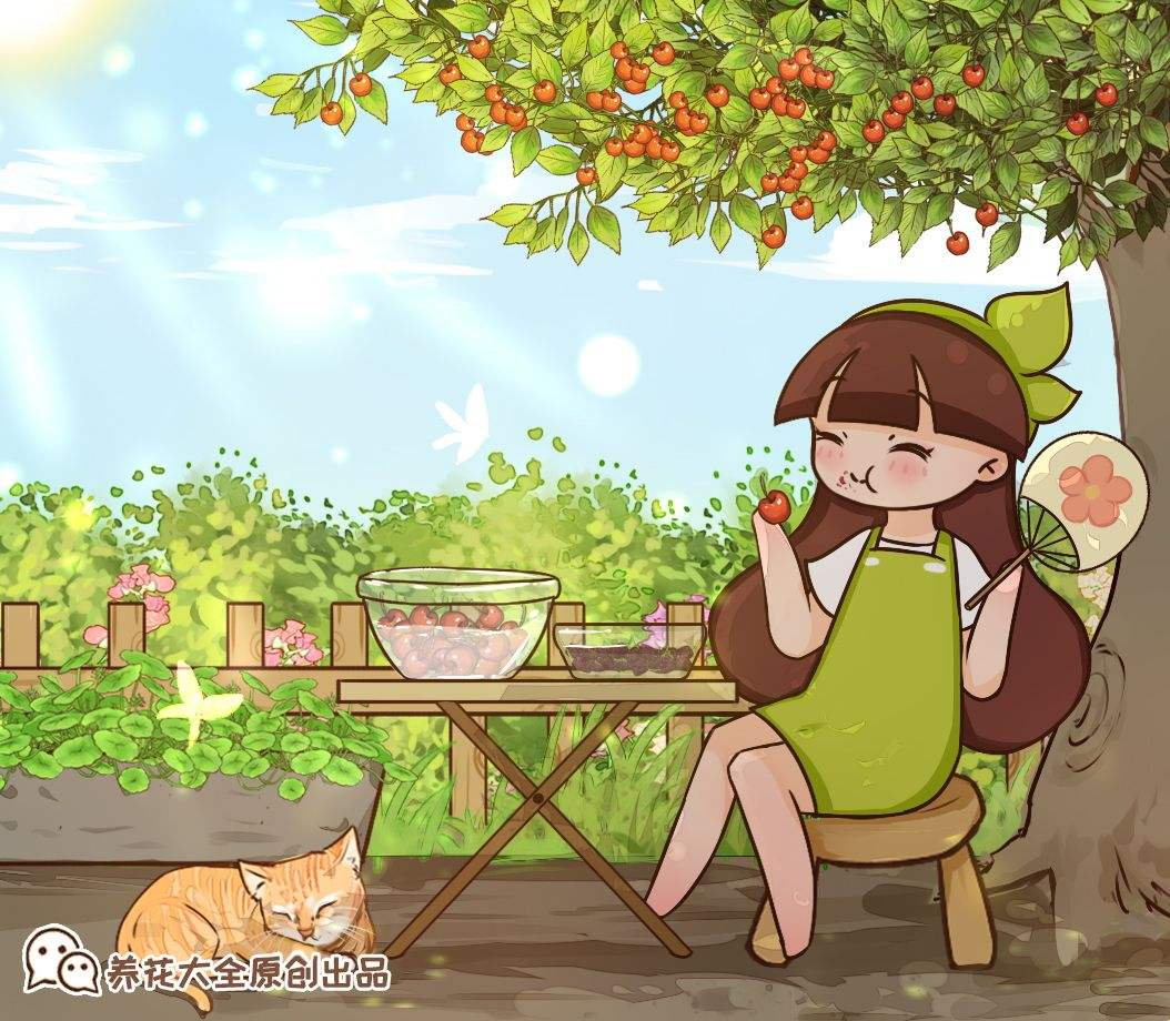 樱桃种植方法（分享樱桃盆栽的正确栽培方法）