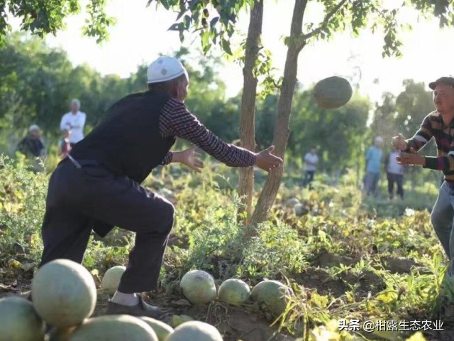 他们火得一塌糊涂：华农因为竹鼠，巧妇九妹因为电商