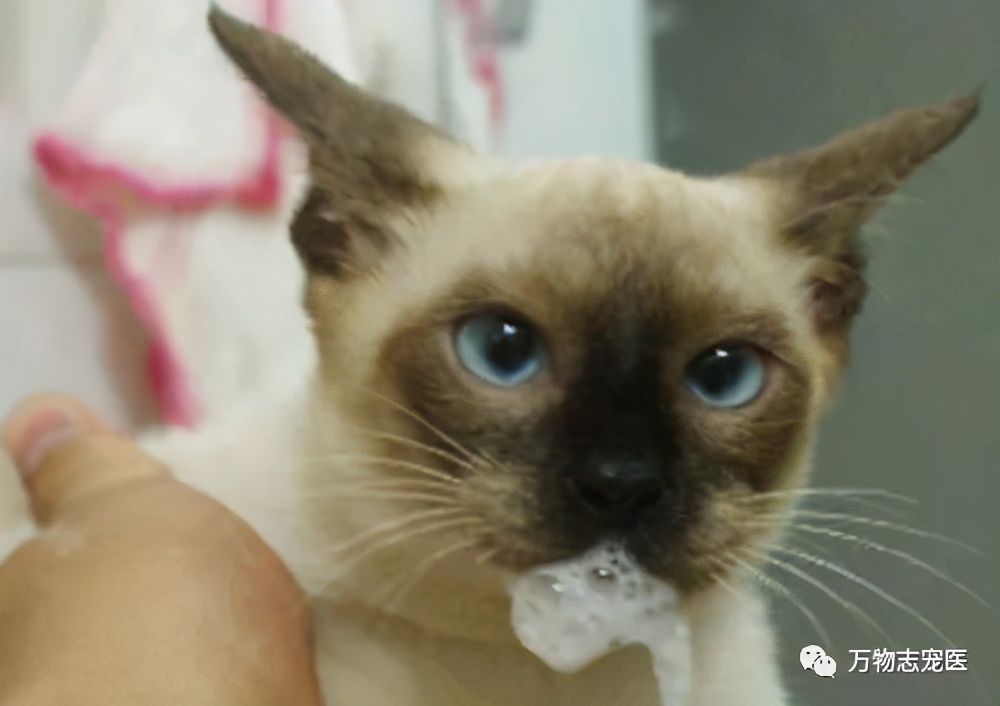 猫咪出现以下表现，八成是感染了寄生虫