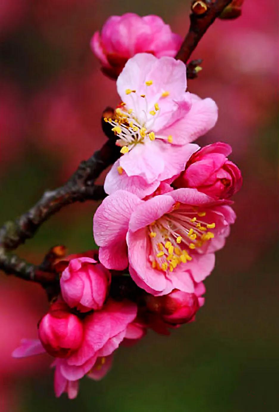 杏子图片(梅花品系之杏梅) - 赤虎壹号