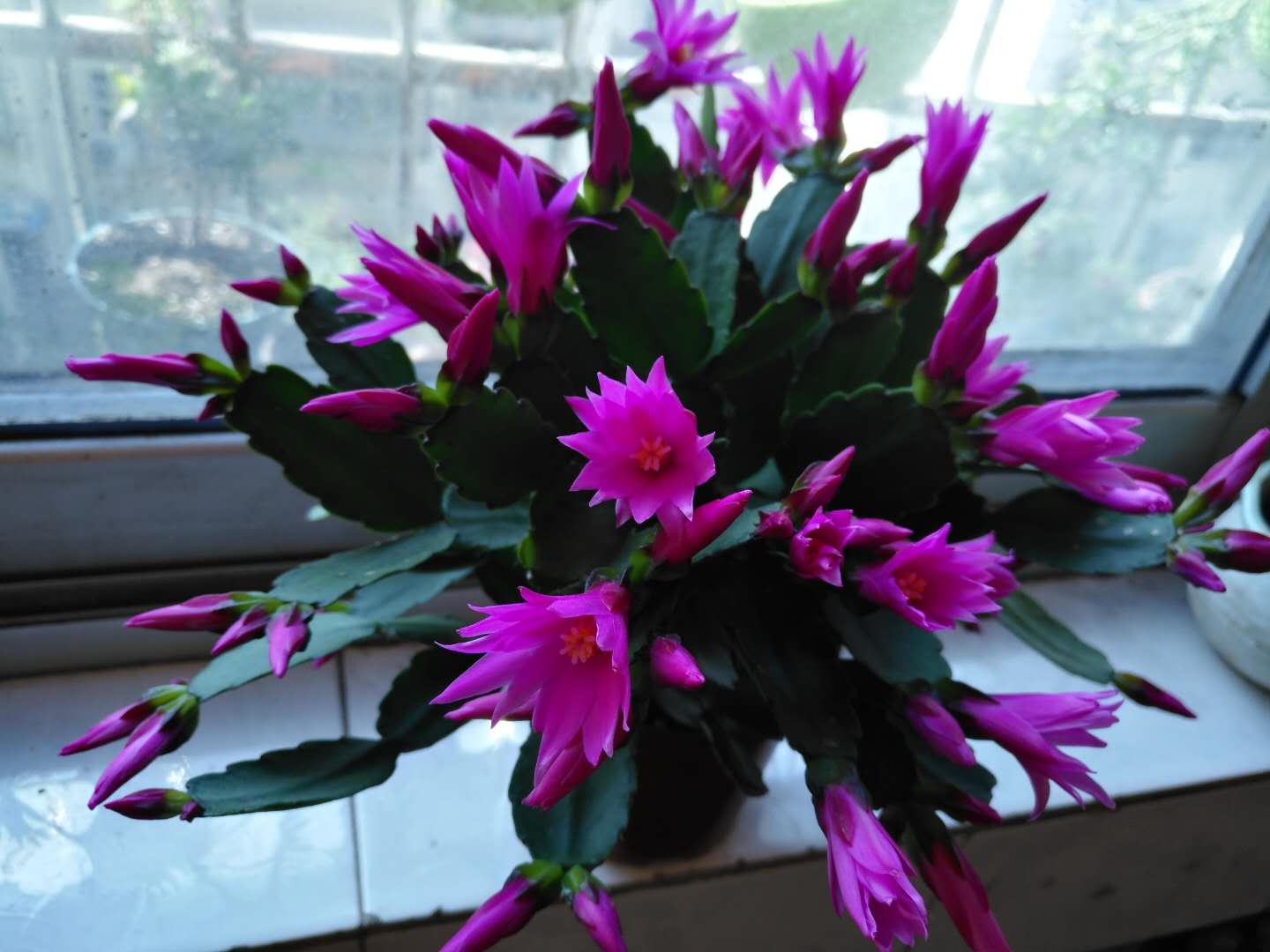 想要养好假昙花 怎样养假昙花 - 情书号