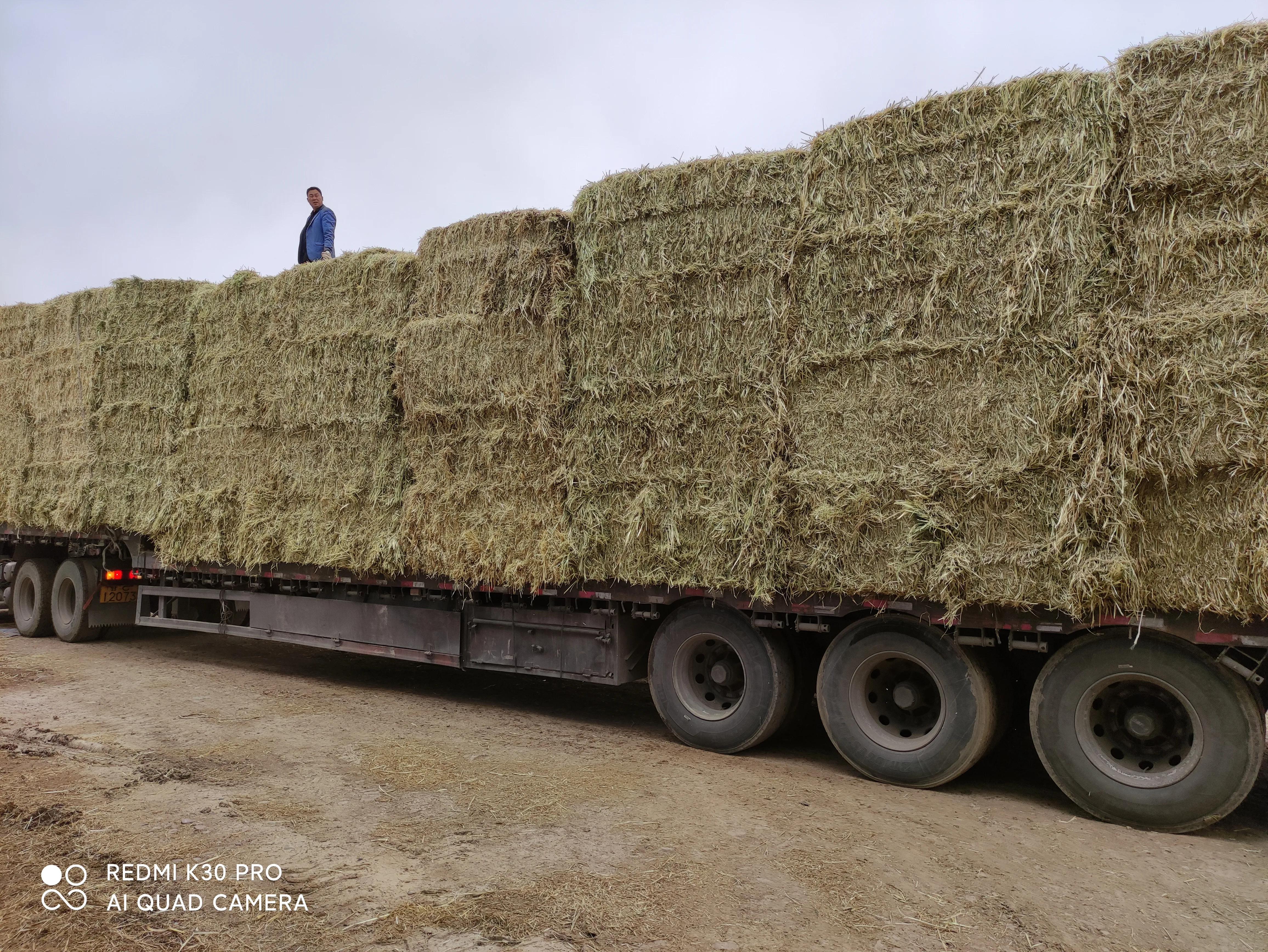燕麦草2550元/吨，苜蓿草3200元/吨，为啥草比粮食价格还要贵？