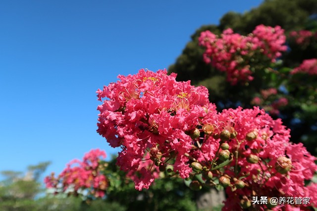 谁说花无“百日红”？紫薇，从诗词里走出来