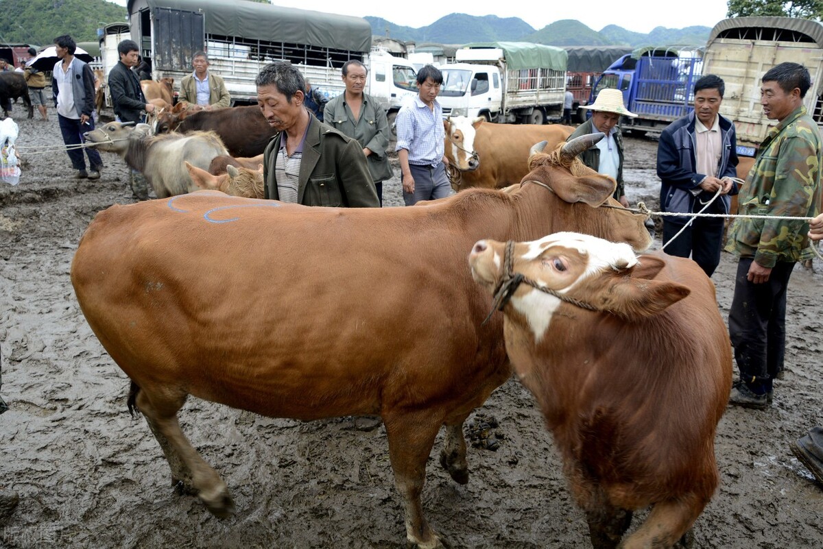 欣桥猪肉今日价格，哈尔滨猪肉价格今日价格