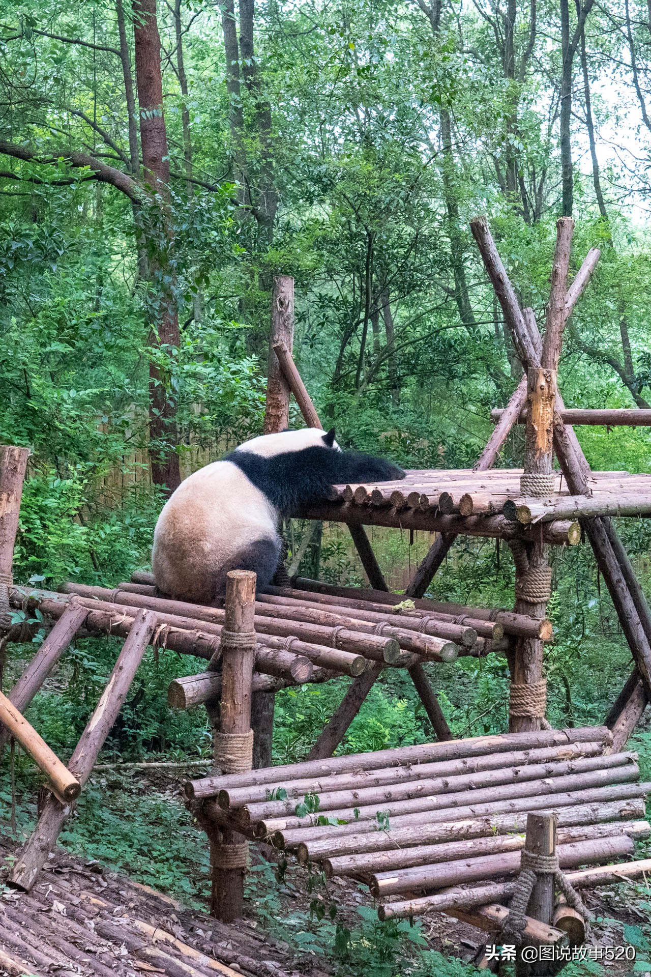 大熊猫的睡眠时间（大熊猫的睡眠时间一般是多少）-第9张图片-昕阳网