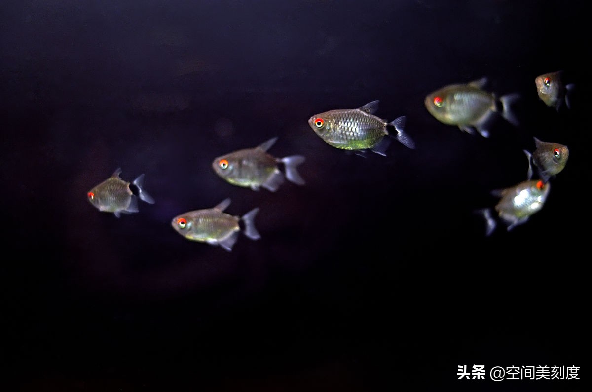 水中精灵!30种惊艳的热带观赏鱼装饰你的家 - 114知识网