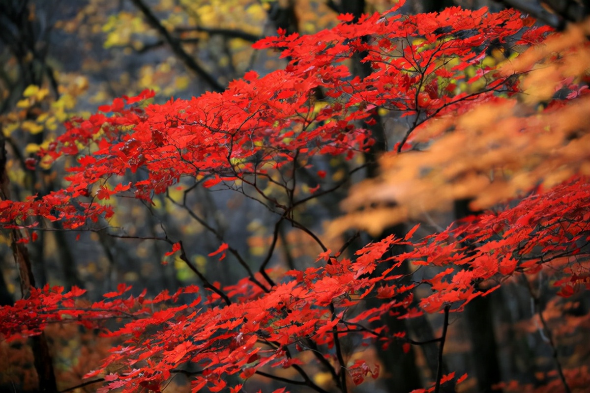 国庆赏秋该去哪？辽宁这6处景点千万不能错过，个个不输北京香山