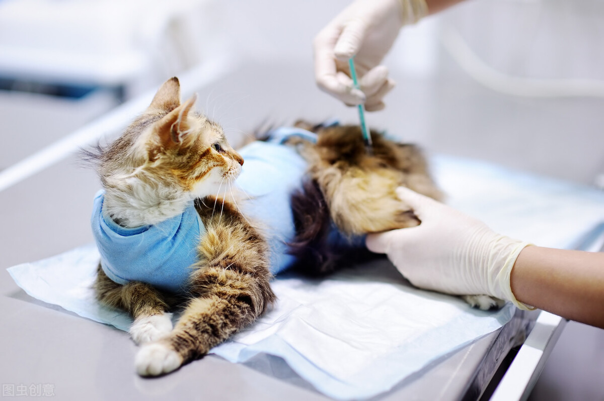 你看我扎不扎你！关于猫咪疫苗的那些事，你都知道吗？
