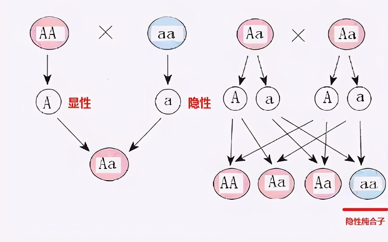 “荡妇”的倭黑猩猩都会避免回交，人类为什么要故意让动物回交？