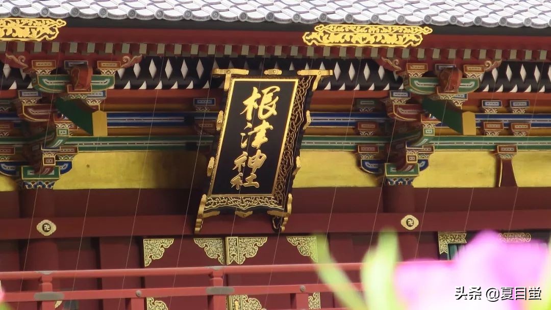 东京：根津神社，杜鹃花丛中的漫步