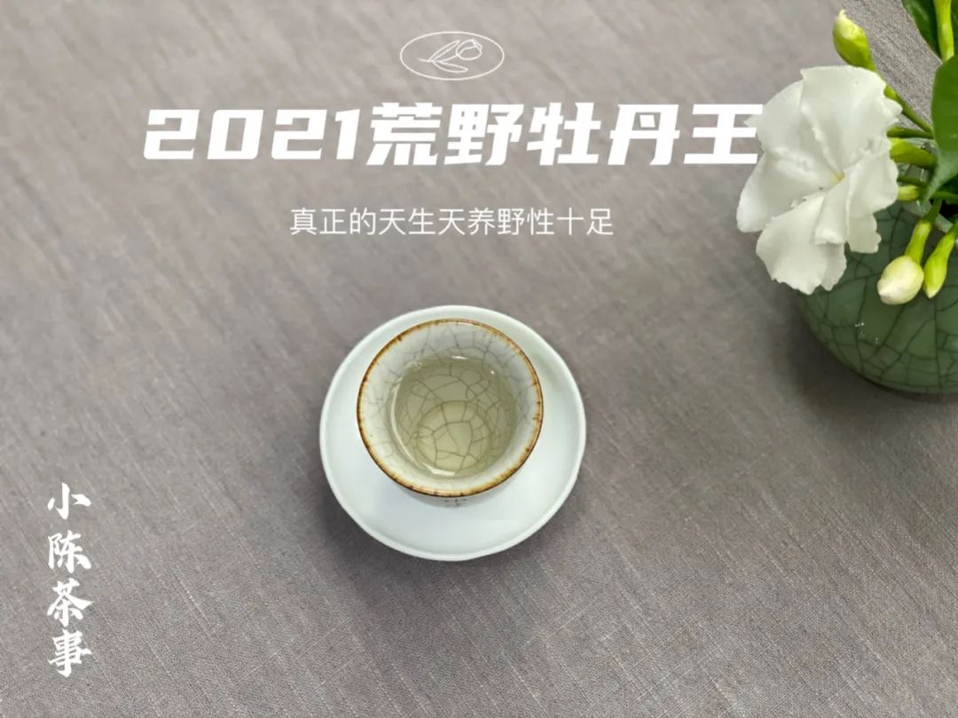 2021荒野牡丹王，花香太盛了，我竟然忽略了白牡丹的毫香与野劲