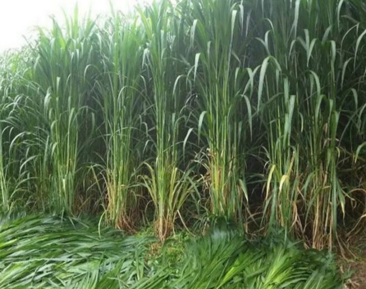 巨菌草能做燃料发电?