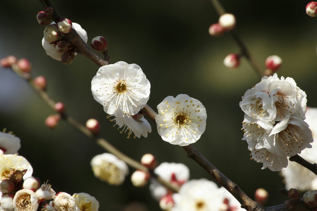 蓝雪花有毒吗（20种常见的安全花家里有孕妇小孩也不怕）