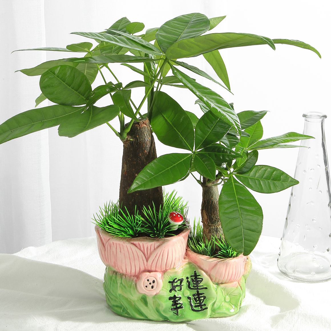 盆栽的植物一般要注意长势优美一些,不能出现叶黄干枯的样子,不然就会