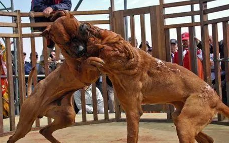 战斗力超强的5种犬，遇到后一定要绕道走！网友：幸好被禁养了
