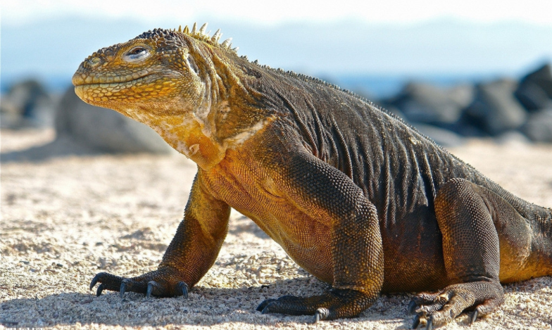 人造革是什么样子的（超全面珍稀皮革博览：33种罕见皮革材料图文集合）