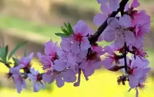 广州市市花是什么（全国56个城市的市花介绍）
