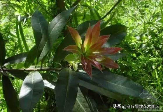 常绿乔木有哪些（70多种常用常绿乔木图例宝典）