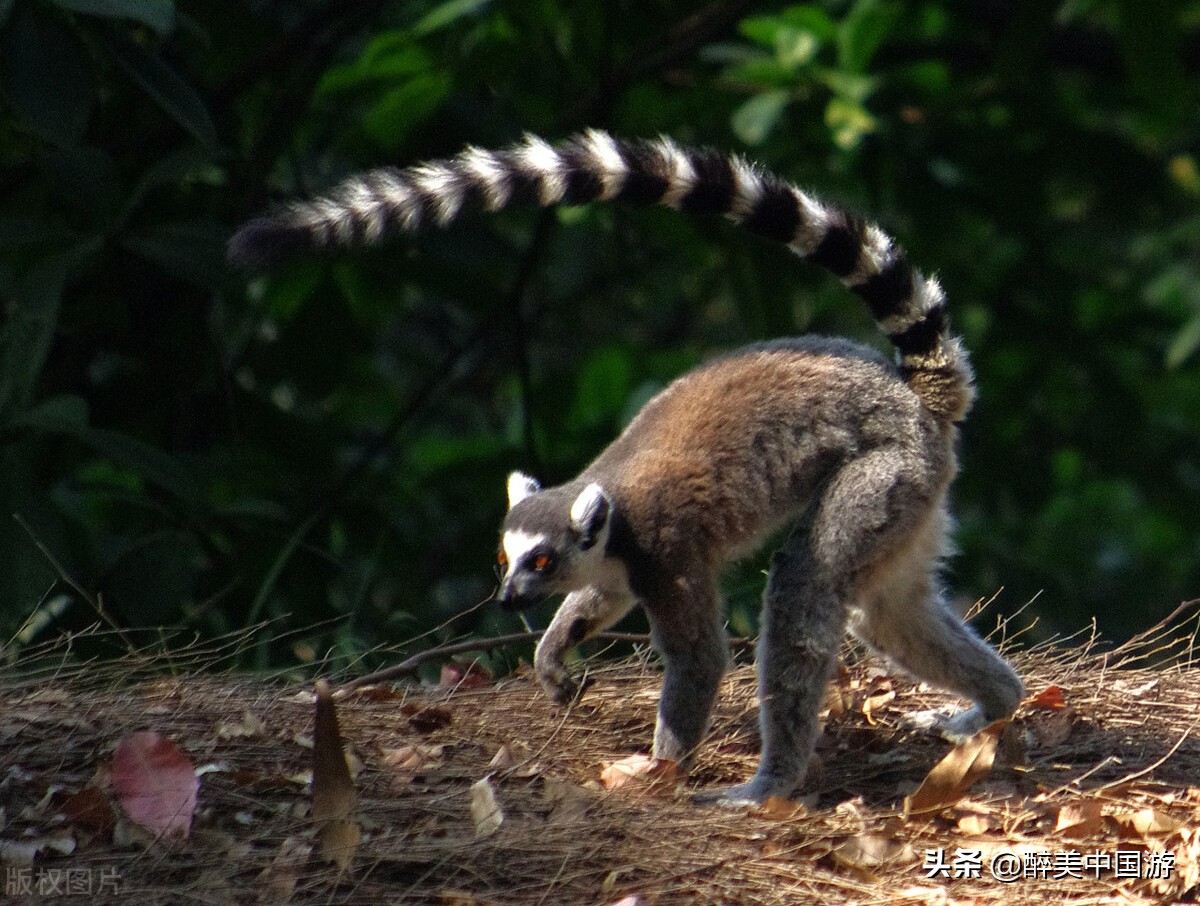 暢遊長隆野生動物園,世界各地珍稀動物聚集地,適合親子游玩