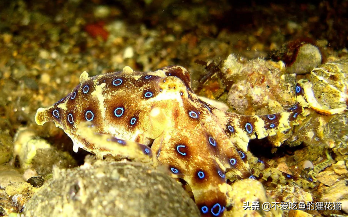 最毒章鱼,没有天敌的威胁,大自然是公平的,它仅有一次繁殖机会