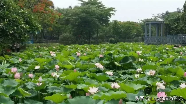 广东佛山顶级花卉世界称霸！一碧绿叶遮苍穹，十里秋荷十里香