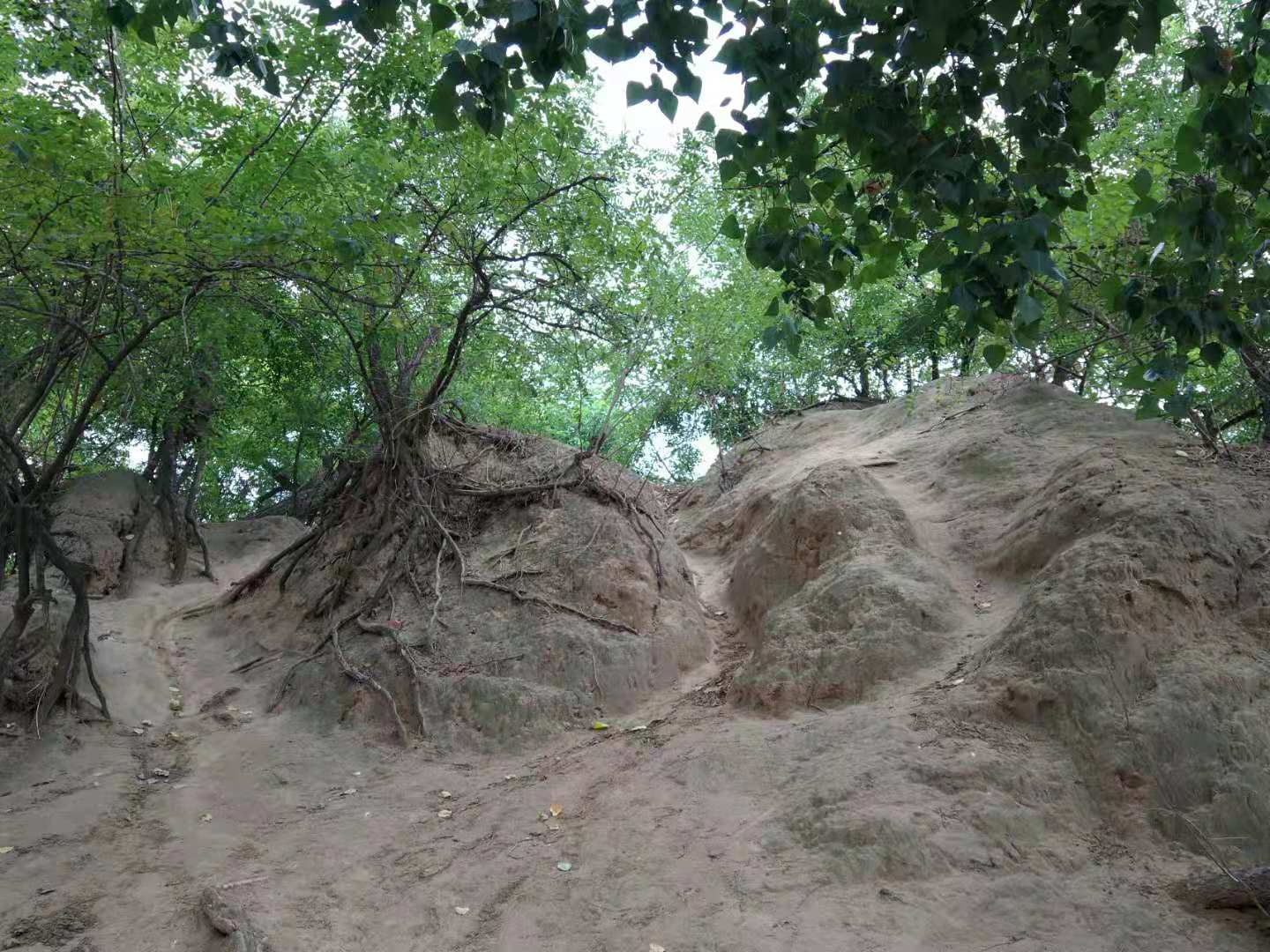 绿茵a股世界杯牛得草(啸台的声音)