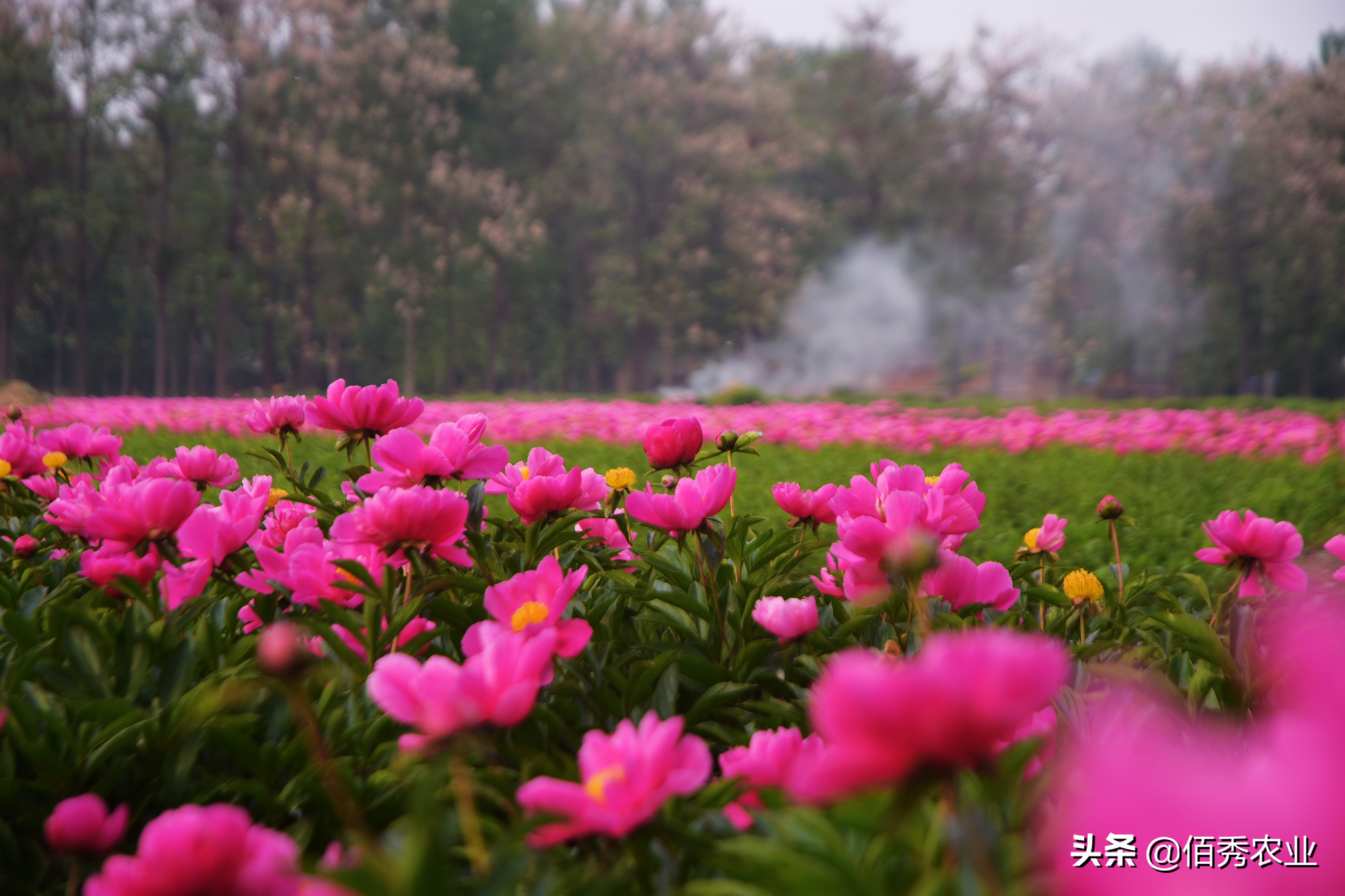 种殖什么药材赚钱的（目前种植什么药材值钱了）