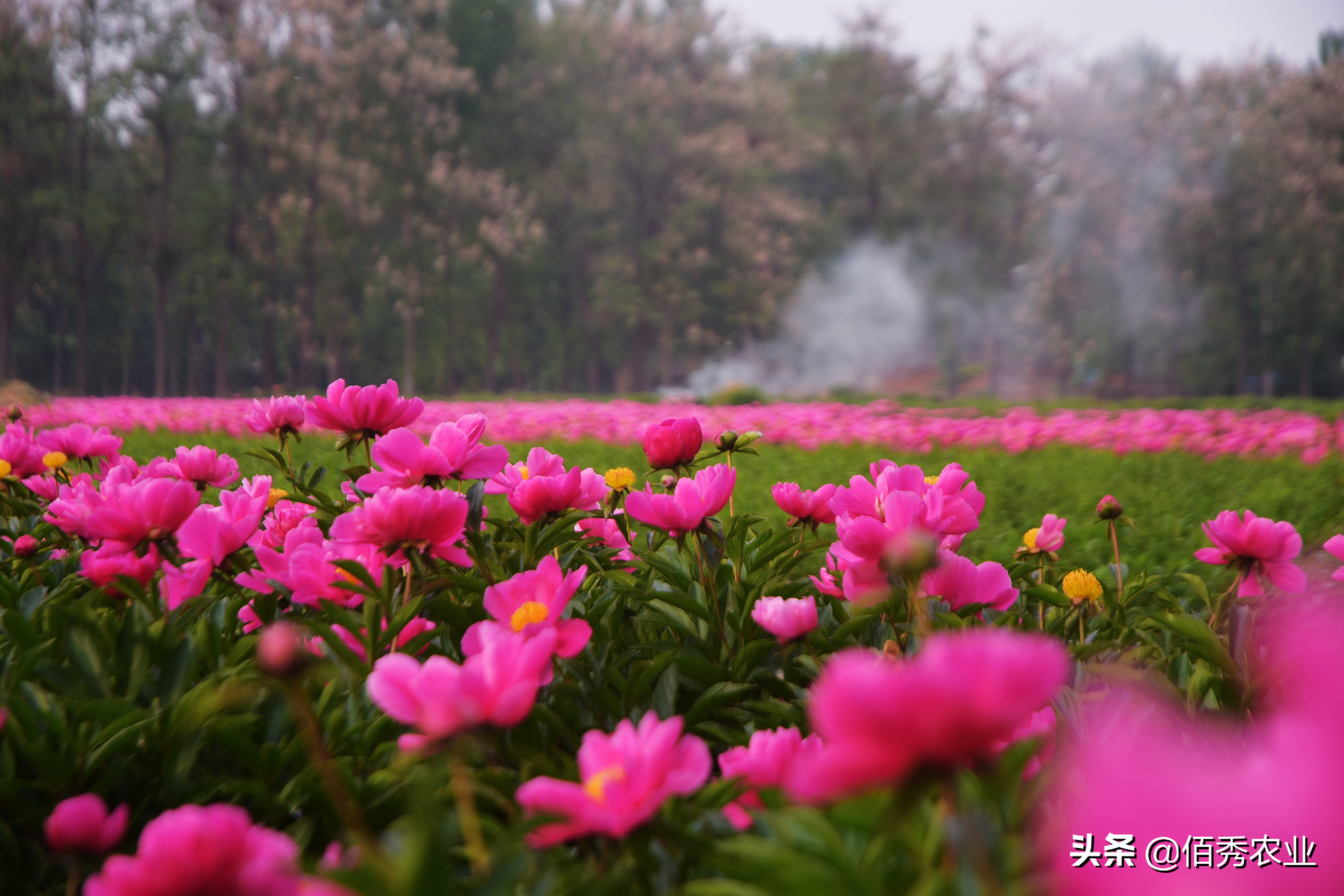 中藥材種植項目,中藥材種植項目可行性報告