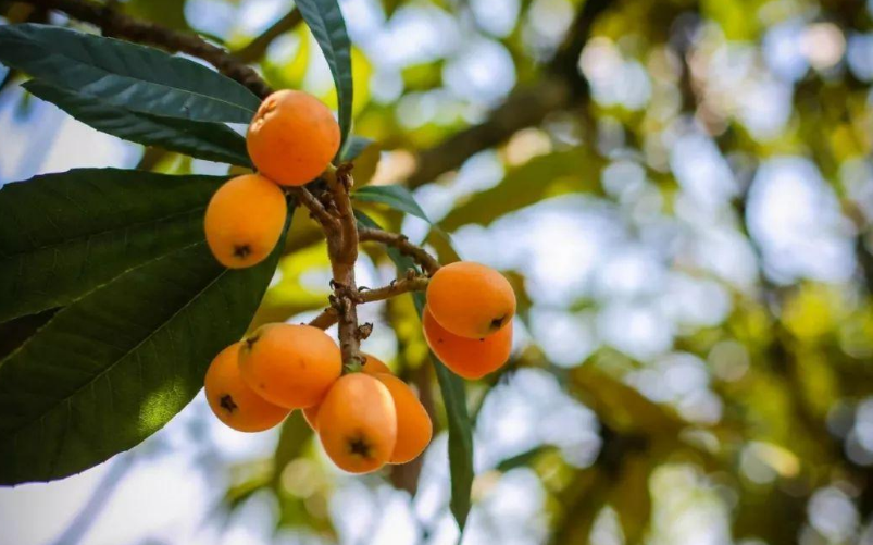 五月枇杷黄似橘，古诗词里的枇杷，这12首古诗你都知道吗？