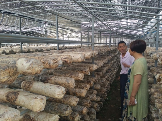 南召县崔庄乡：香菇棚撑起脱贫一片天