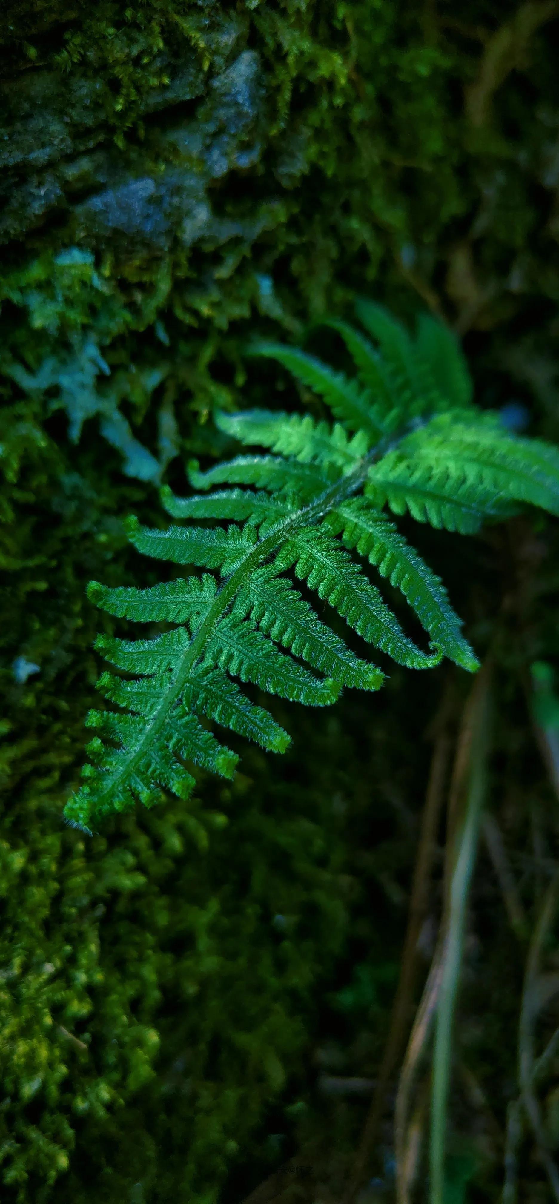 护眼桌面壁纸高清全屏(高清全面屏护眼壁纸)