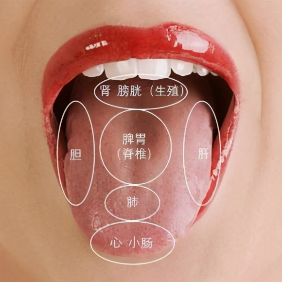 寒湿和湿热舌头图片(舌有齿痕就是湿气重) - 赤虎壹号