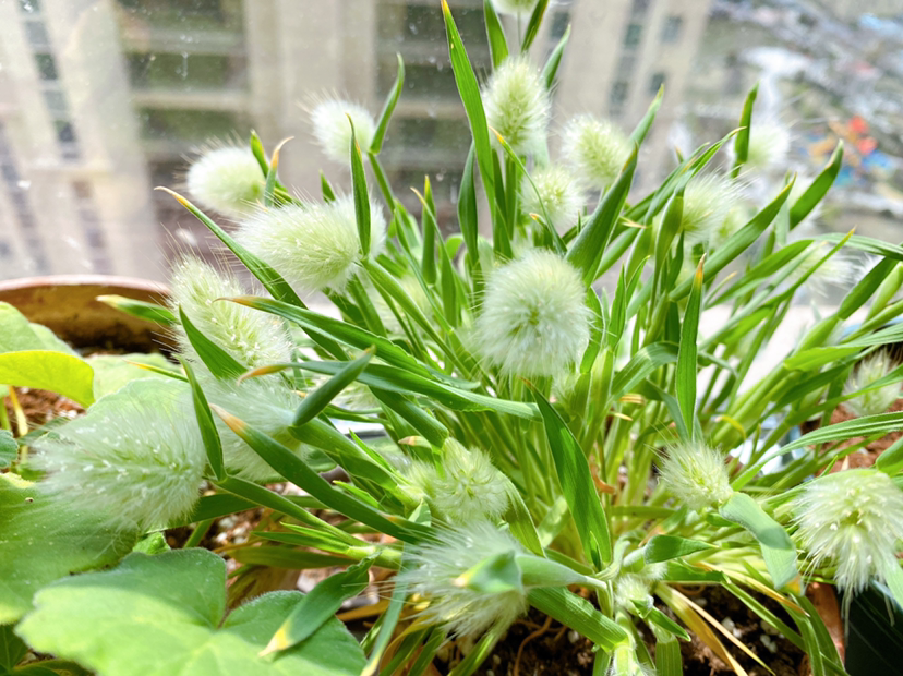 开花多，好养活，抗病虫，这才应该是“真正网红花”