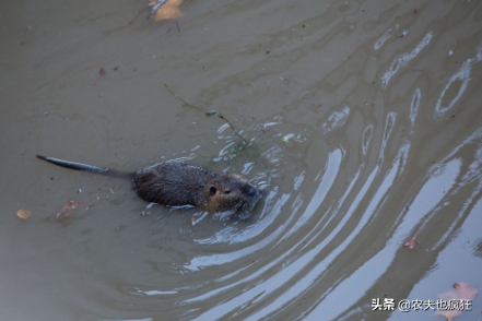 野生水老鼠可以吃吗（野生水老鼠可以吃吗图片）