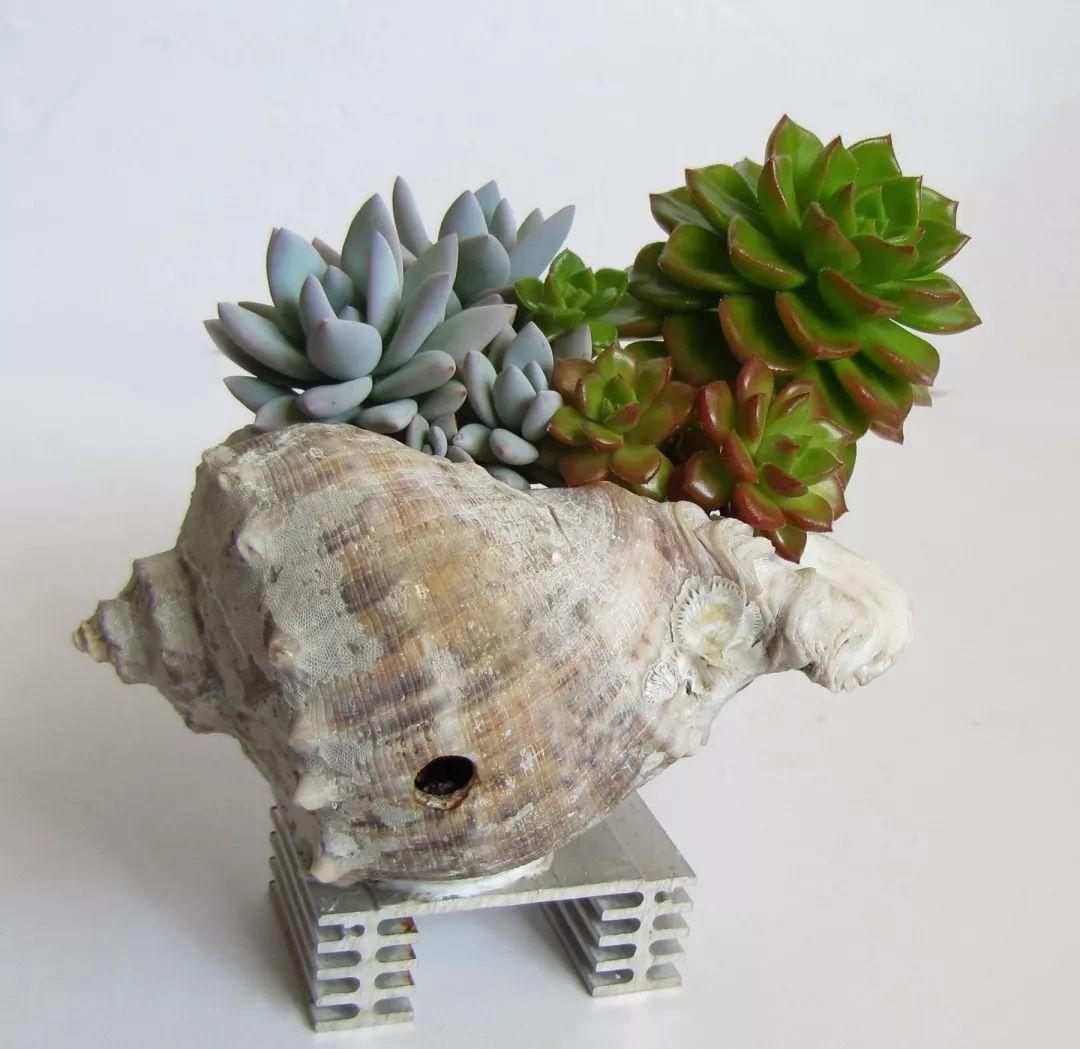 海螺图片大全(吃剩的"海螺壳"不要扔,凿个孔种上多肉,好看又实用)